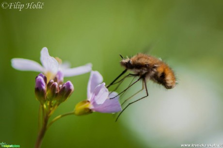 Dlouhososka velká - Bombilius major - Foto Filip Holič