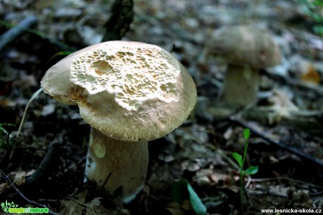 Hřib dubový - Boletus reticulatus - Foto František Novotný (1)