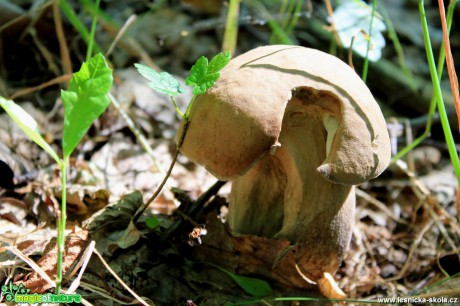 Hřib dubový - Boletus reticulatus - Foto František Novotný (2)