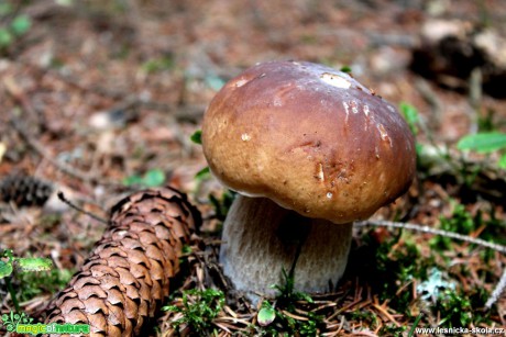 Hřib smrkový - Boletus edulis - Foto František Novotný