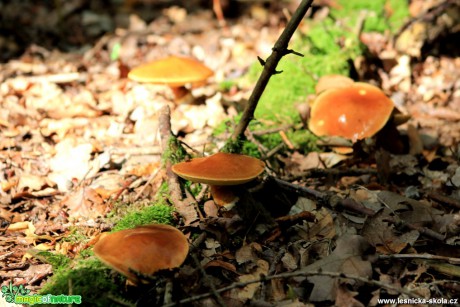 Klouzek modřínový -Suillus grevillei - Foto František Novotný