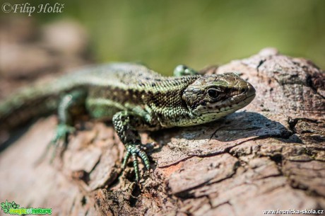 Ještěrka obecná - Lacerta agilis - sameček - Foto Filip Holič (1)