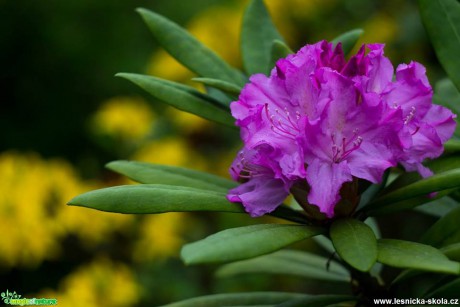 Pěnišník - květ - Rhododendron - Foto Jan Valach