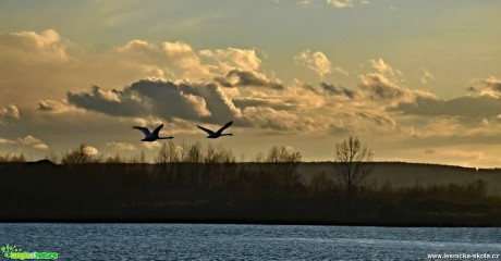 Labutě v letu - Foto Marie Vykydalová (3)
