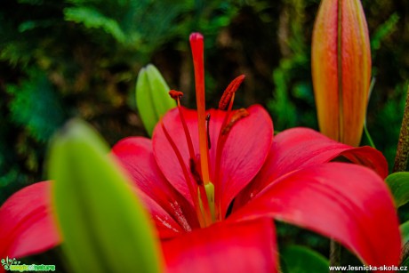 Liliový květ - Foto David Hlinka (1)