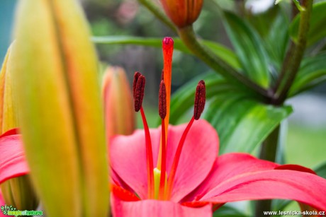 Liliový květ - Foto David Hlinka (2)