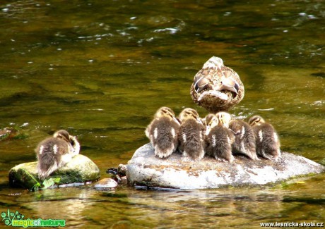 Kachna divoká - Anas platyrhynchos - Foto Miloslav Míšek (3)