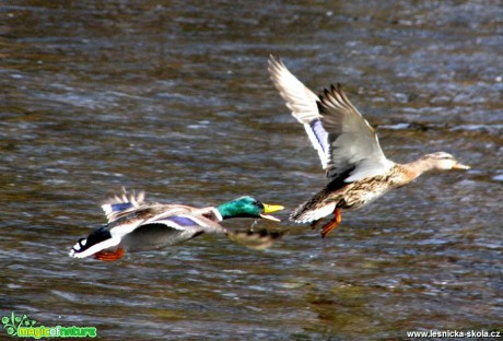 Kachna divoká - Anas platyrhynchos - Foto Miloslav Míšek (6)