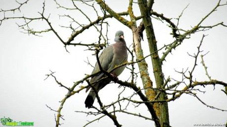 Holub hřivnáč - Columba palumbus - Foto Rasťo Salčík (2)