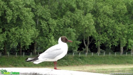 Racek chechtavý - Chroicocephalus ridibundus - Foto Rasťo Salčík (2)