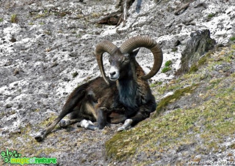 Muflon - Ovis musimon ♂ - bez sedla - Foto Robert Kopecký