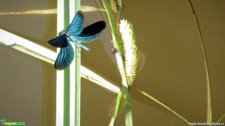 Motýlice lesklá - Calopteryx splendens - Foto Rasťo Salčík (2)