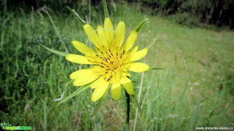 Kozí brada luční -  Tragopogon pratensis - Foto Rasťo Salčík