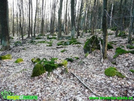 Předjaří na Vlčici - Foto Miloš Plánský