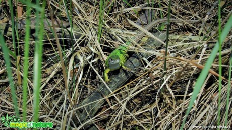 Ještěrka zelená - Lacerta viridis - Foto Rasťo Salčík (8)