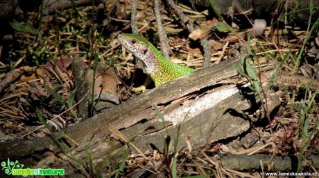Ještěrka zelená - Lacerta viridis - Foto Rasťo Salčík (9)