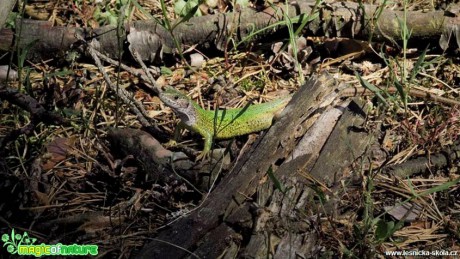 Ještěrka zelená - Lacerta viridis - Foto Rasťo Salčík (10)