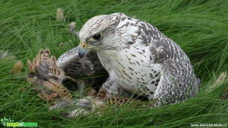 Raroh lovecký s kořistí - Falco rusticolus - Foto Vojtěch Mejsnar