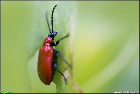 Červenáček ohnivý - Pyrochroa coccinea - Foto Jana Vondráčková