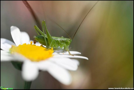 Tajemný svět hmyzu - Foto Jana Vondráčková (1)