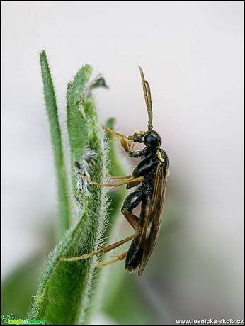 Tajemný svět hmyzu - Foto Jana Vondráčková (5)