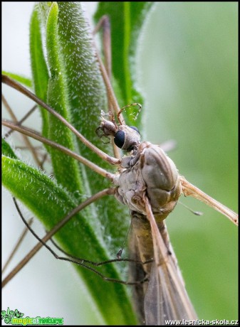 Tajemný svět hmyzu - Foto Jana Vondráčková (12)