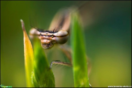 Tajemný svět hmyzu - Foto Jana Vondráčková (13)