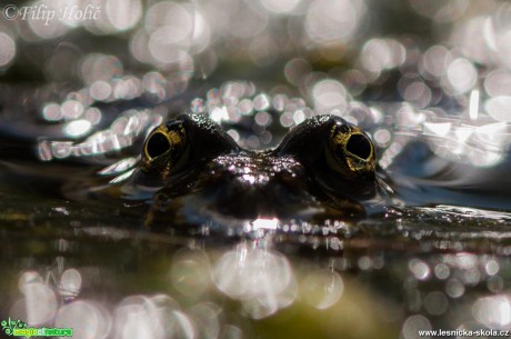 Dravé oči - Skokan skřehotavý - Pelophylax ridibundus - Foto Filip Holič