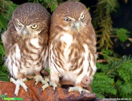 Kulíšek brazilský - Glaucidium brasilianum - Foto Vojtěch Mejsnar