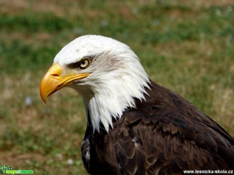 Orel bělohlavý - Haliaeetus leucocephalus - Foto Vojtěch Mejsnar