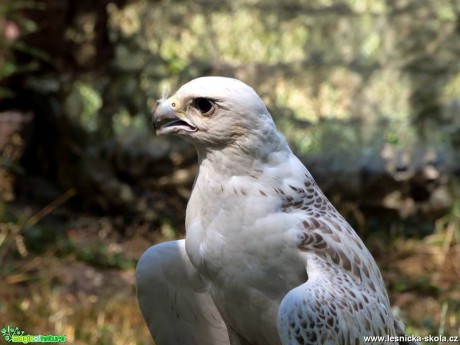 Raroh lovecký - Falco rusticolus - Foto Vojtěch Mejsnar