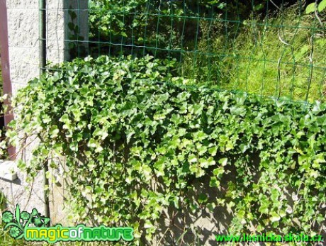 Břečťan popínavý - Hedera helix - Foto Tomáš Žák