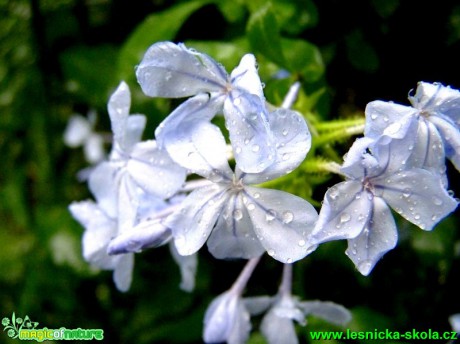 Mlékosed kapský - Plumbago capensis - Foto David Hlinka