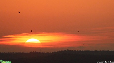 Západ slunce s rorýsi - Foto Ladislav Jonák