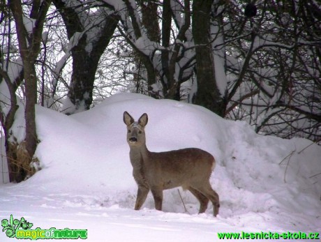 Srnec obecný - Capreolus capreolus - Foto David Hlinka