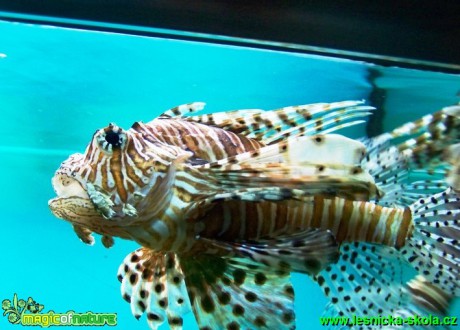 Perutýn ohnivý - Pterois volitans - Foto David Hlinka