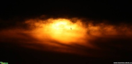 Slunce s rorýsem - Foto Ladislav Jonák (1)