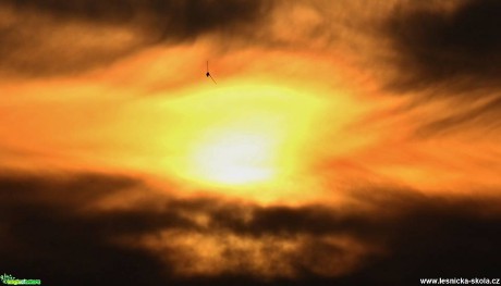 Slunce s rorýsem - Foto Ladislav Jonák