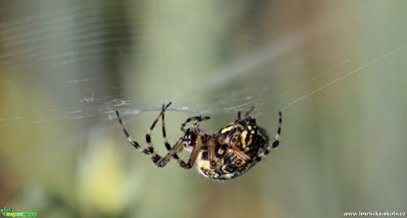 Křižák pruhovaný - Argiope bruennichi - Foto Ladislav Jonák (1)