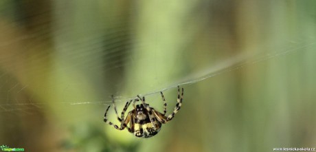 Křižák pruhovaný - Argiope bruennichi - Foto Ladislav Jonák (3)