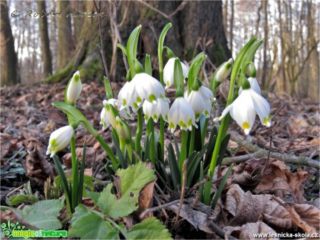 Bledule jarní - Leucojum vernum - Foto Robert Kopecký