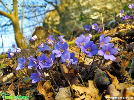 Jaterník podléška - Hepatica nobilis - Foto Robert Kopecký (2)