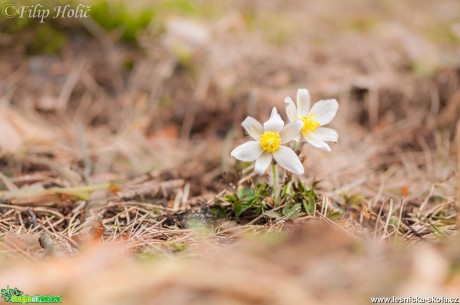 Koniklec jarní - Pulsatilla vernalis u Bělé p. Bezdězem (1)