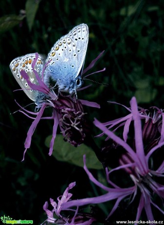 Krása motýlích křídel - Foto Petr Germanič (4)
