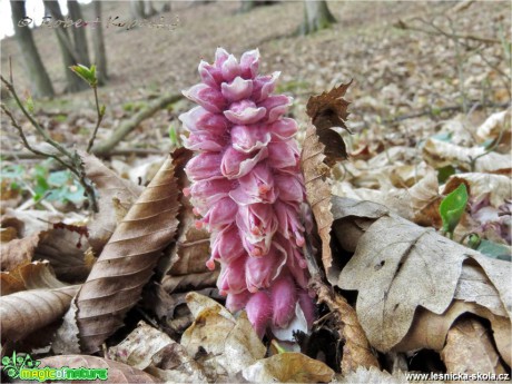 Podbílek šupinatý - Lathraea squamaria - Foto Robert Kopecký