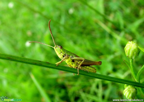 Saranče - Euthystira brachyptera - Foto Miloslav Míšek