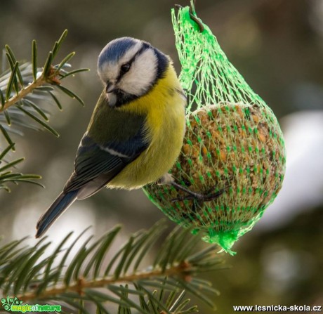 Sýkora modřinka -  Parus caeruleus - Foto Jozef Pitoňák