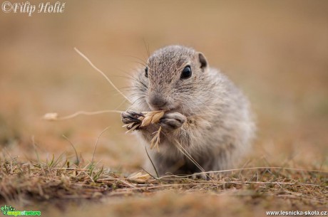 Sysel obecný - Spermophilus citellus - futrování - Foto Filip Holič