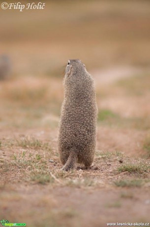 Sysel obecný - Spermophilus citellus - panáček pozorovatel - Foto Filip Holič