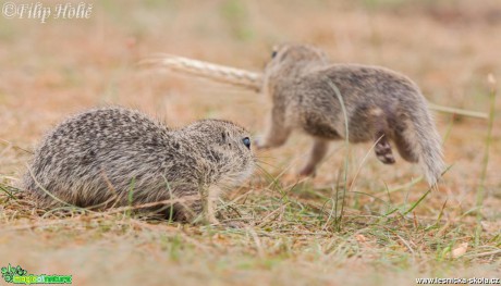 Sysel obecný - Spermophilus citellus - zloděj - Foto Filip Holič